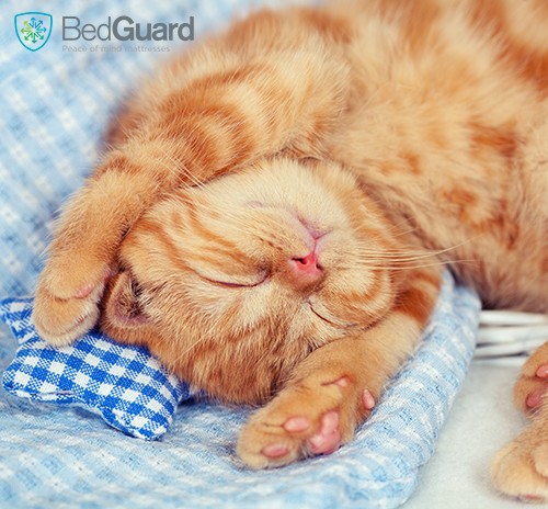 Importance of a quality mattress